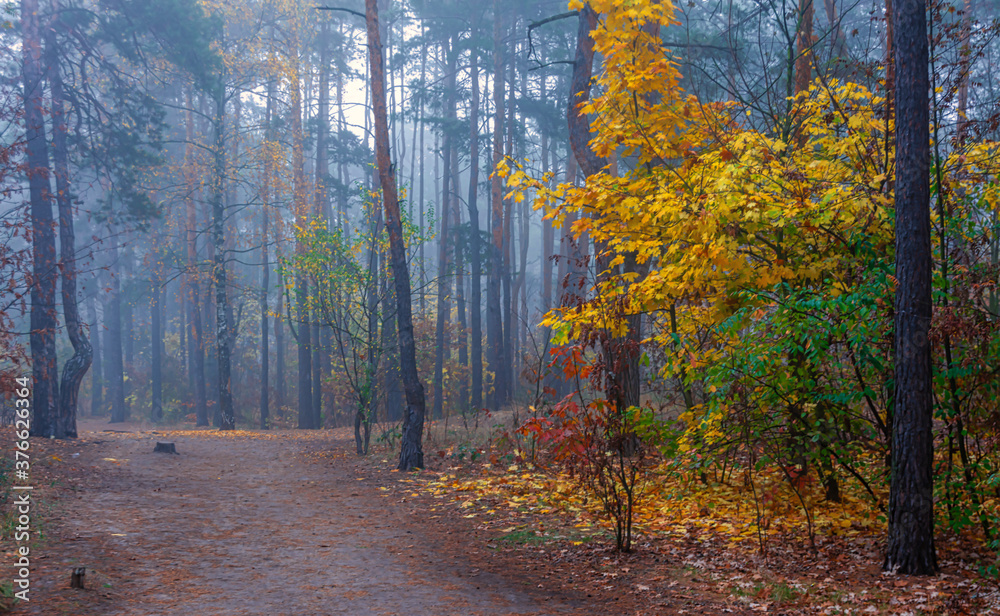 Fototapeta premium The forest is decorated with autumn colors. Mist covered the trees.