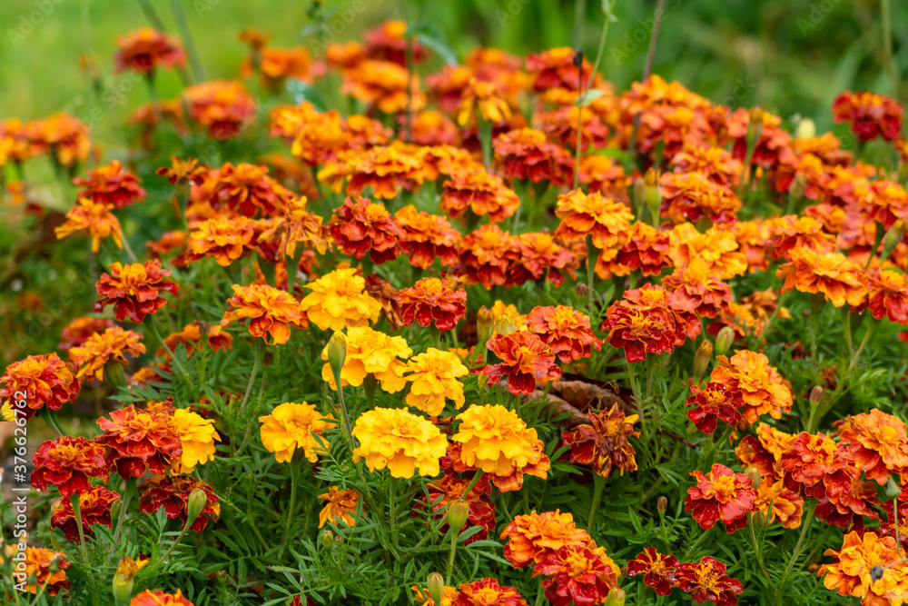 Marigolds (Tagetes erecta, Mexican marigold, Aztec marigold, African marigold)