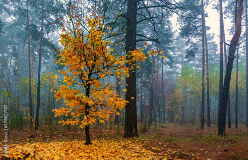 The forest is decorated with autumn colors. Mist covered the trees. © Mykhailo
