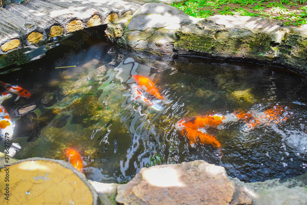 garden pond containing koi fish