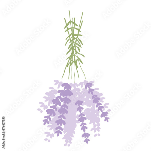 Fresh cut fragrant lavender plant flowers bunch and single  realistic icons set isolated vector illustration