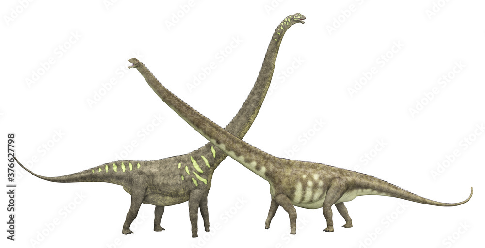 Fototapeta premium Dinosaurier Mamenchisaurus, Freisteller