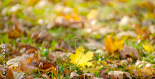 background texture of yellow leaves autumn leaf background