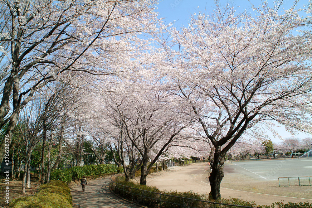 Obraz premium 小平市立中央公園(東京都)