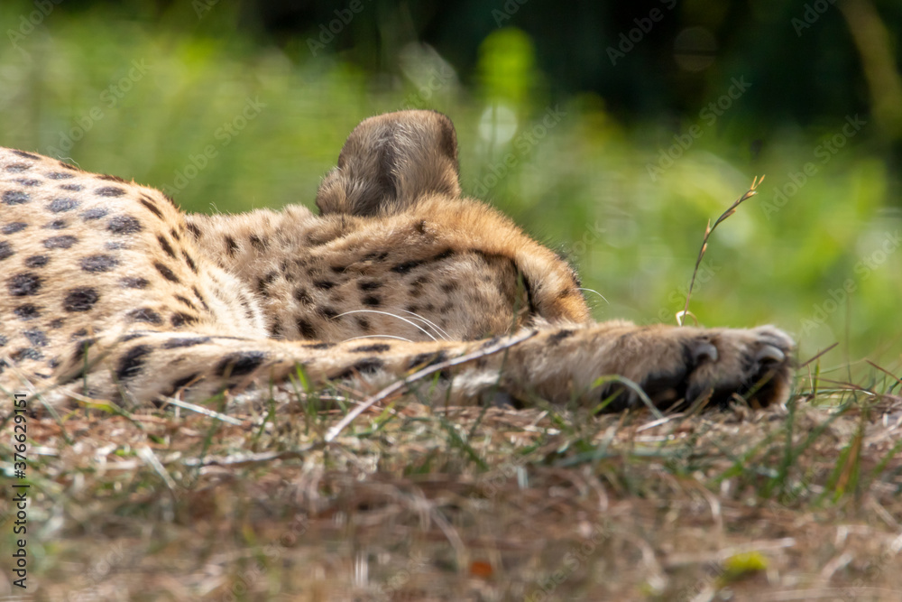 Gepard Gepard