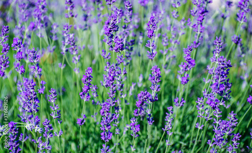 Selective focus on the lavender flower in the flower garden - lavender flowers lit by sunlight.