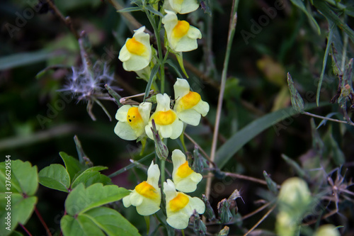 Fototapeta Naklejka Na Ścianę i Meble -  Wild perennial toadflax. Herbaceous perennial plant species in the genus toadflax. Beautiful yellow flowers of the common toadflax.