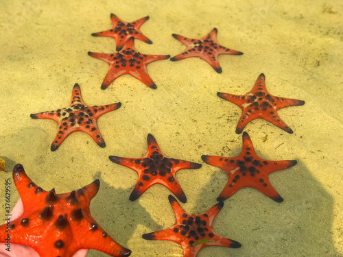Red starfishes on white sand on sunny tropical beach, Phu quoc island, beautiful red starfish in crystal clear sea, travel concept.