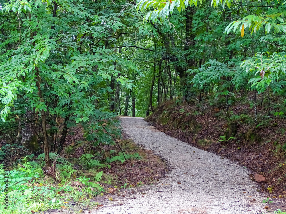 path in the forest path in the forest