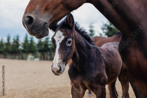 Adorable foal with his mother on the farm.