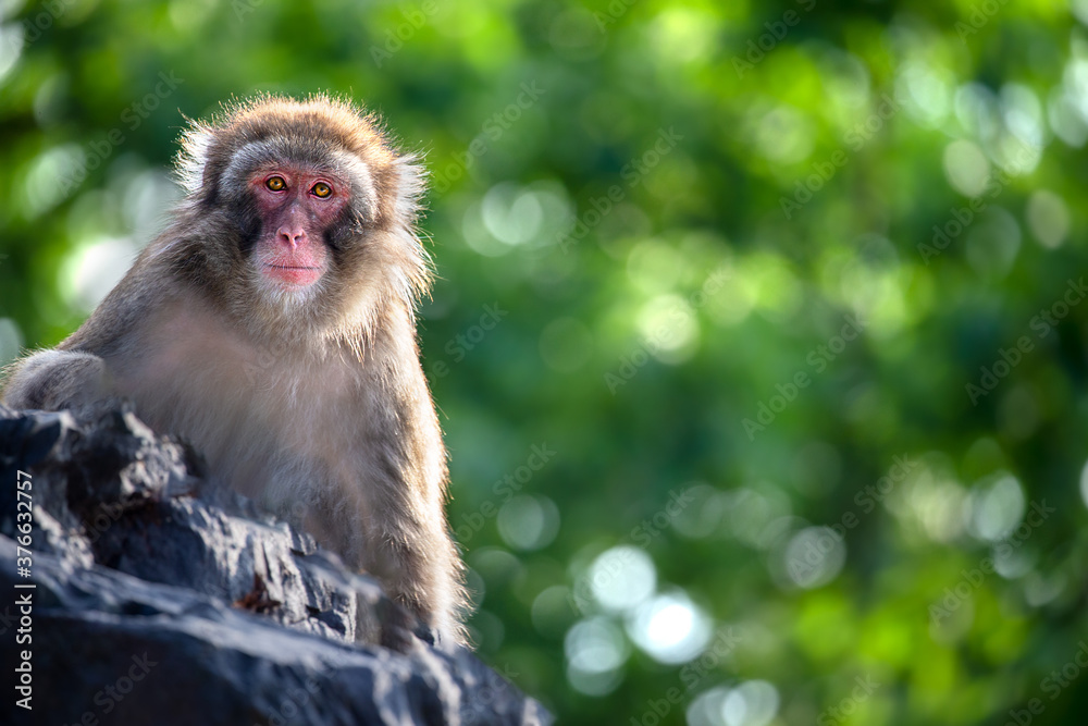 Fototapeta premium 日本猿 