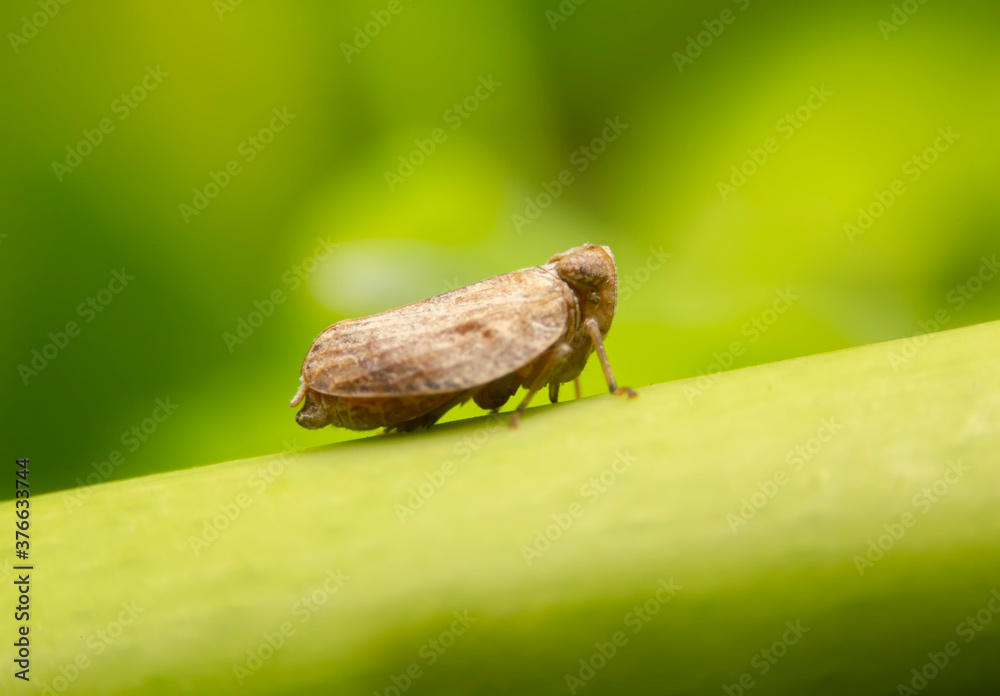 Close up of the Brown planthopper on green leaf in the garden. the Nilaparvata lugens (Stal) on green brunch. Close up of the Brown planthopper on green leaf in the garden. the Nilaparvata lugens (Stal) on green brunch.