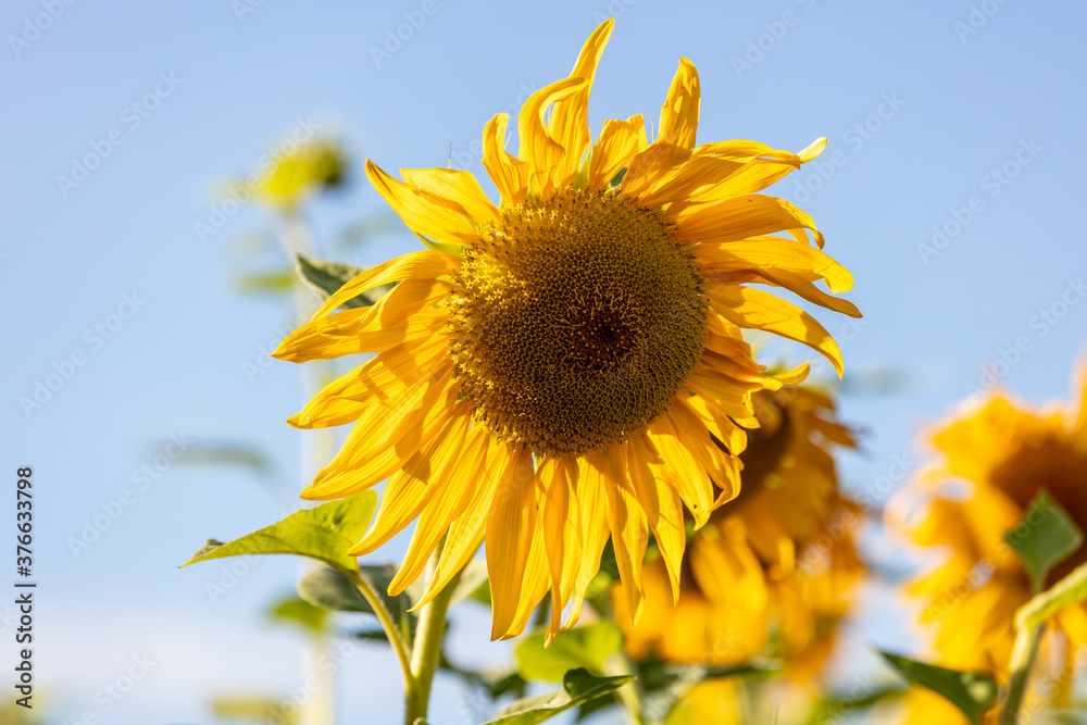 Close up shot of sunflower on a blue sky background. Agriculture and cultivation concept. Close up shot of sunflower on a blue sky background. Agriculture and cultivation concept.