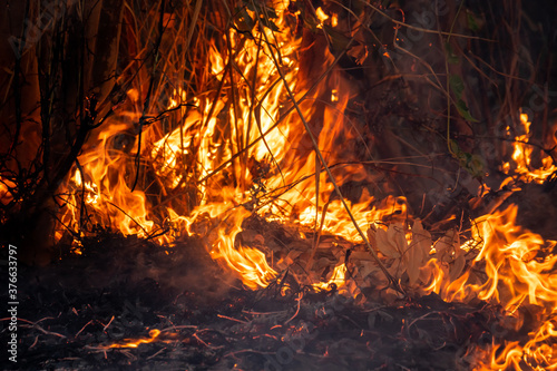 Closeup of the blazing fire of dry forest.