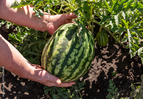 A close up shot of a farmer holding a water melon and who is about to pick it up. Agriculture and farming concept.