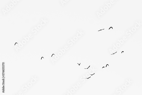 A flock of birds flying in the cloudy sky