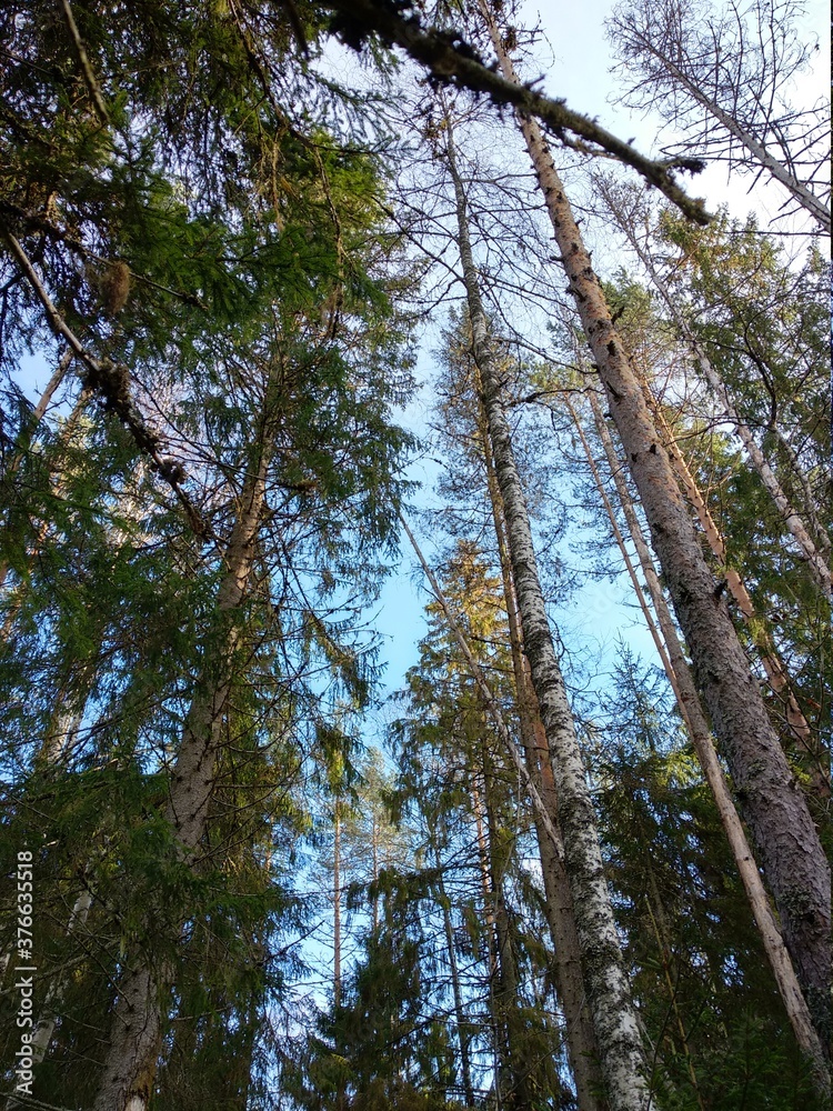 pine trees in the forest