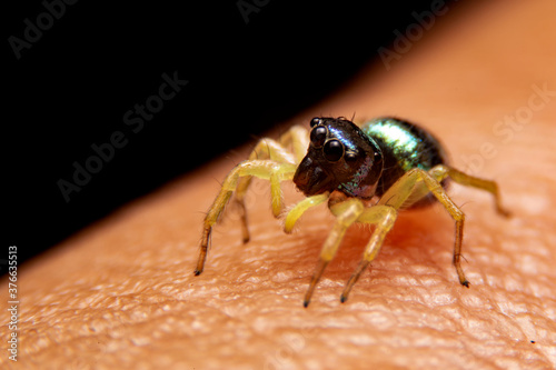 Close up of black jumping spider on human hand in the forest. The jumping spider with black background.