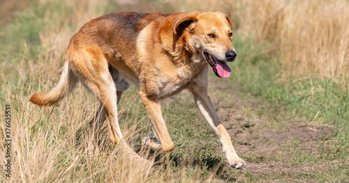 A shot of a brown hound dog running and hunting in the country. © Sergey