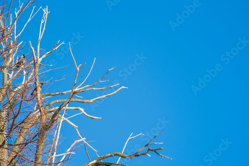 branches of a dried tree against the blue sky