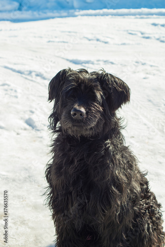 black russian terrier sit on the snow