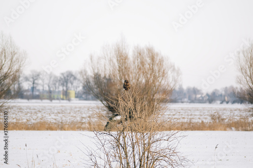Duży drapieżny ptak siedzący na krzaku w zimowej scenerii
