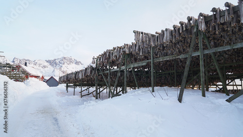 Dried Fish hanging up on wooden racks in Henningsvaer Stockfish industry on the Lofoten Island, Norway. photo