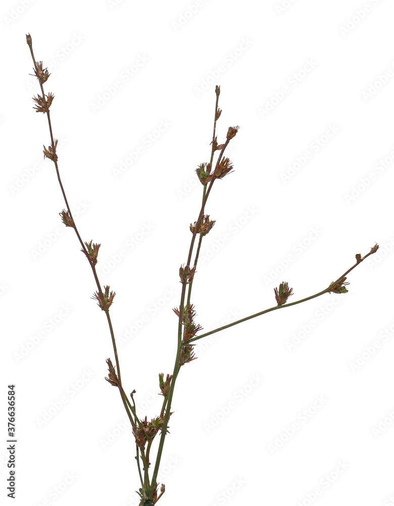 Green field grass with seeds isolated on white background with clipping path Green field grass with seeds isolated on white background with clipping path