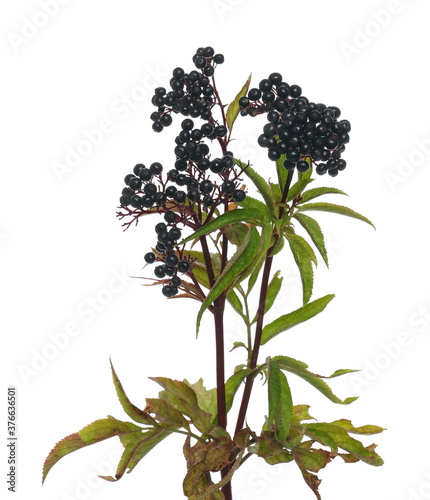 Danewort, dwarf elder plant with elderberries and leaves on twig isolated on white background with clipping path (sambucus ebulus)