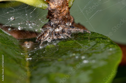 Jumping spider of the Genus Metaphidippus photo