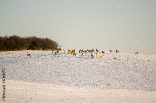 Fototapeta Naklejka Na Ścianę i Meble -  Sarny stado na leśnej polanie w zimowej scenerii