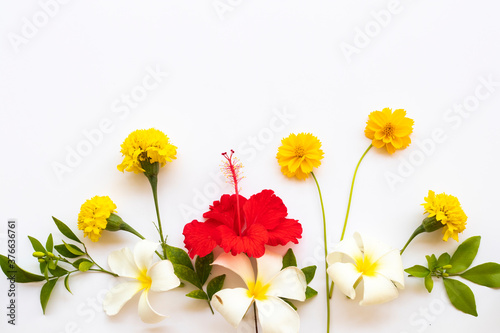 all colorful flowers hibiscus, cosmos, marigolds, frangipani arrangement flat lay postcard style on background white