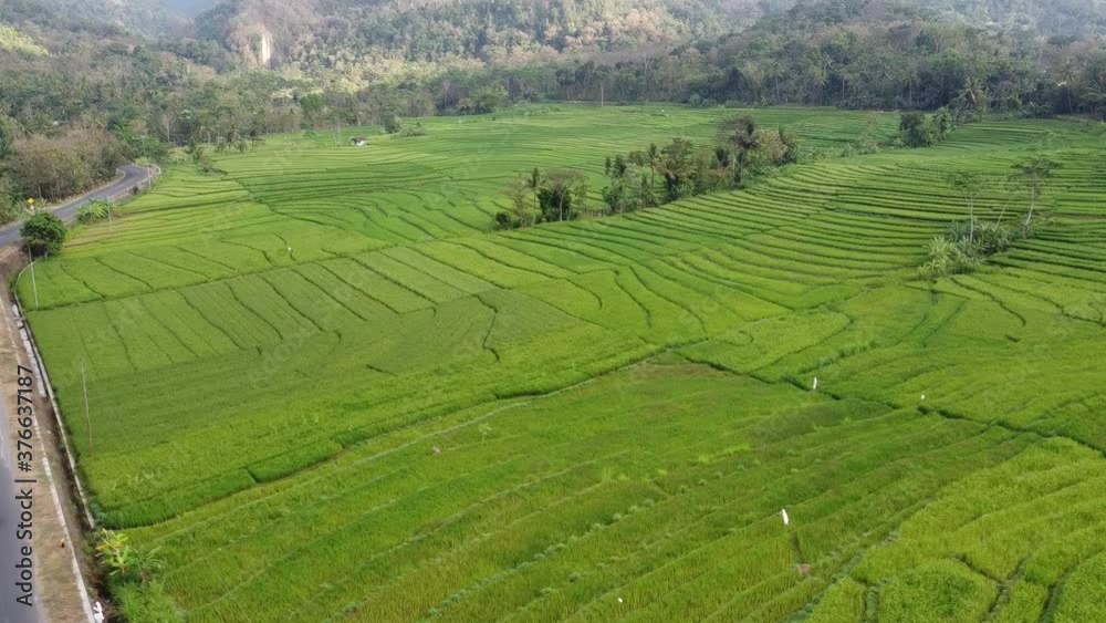 Beautiful views of rice fields in Nanggulan Kulon Progo Beautiful views of rice fields in Nanggulan Kulon Progo