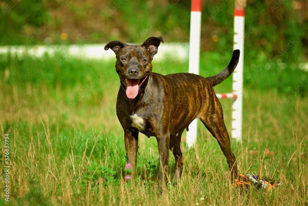 Portrait of American Staffordshire terrier (amstaff) sitting on the ground in nature. American Stafford dog with perfect muscular body and beautiful face resting in forest on sunset.