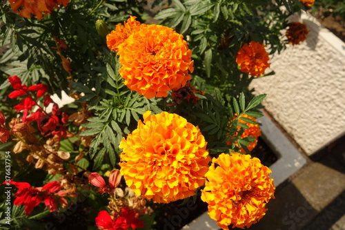 Fototapeta Naklejka Na Ścianę i Meble -  夏に咲いたオレンジのアフリカンマリーゴールドの花