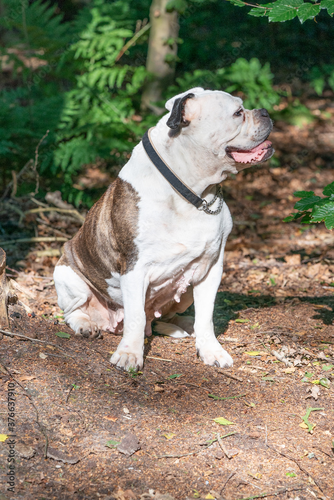 Old English Bulldog, 11 years old, sits in a natural environment in the woods