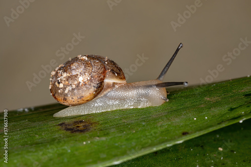 Asian Tramp Snail of the species Bradybaena similaris photo