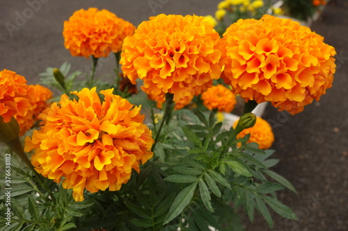 夏に咲いたオレンジのアフリカンマリーゴールドの花