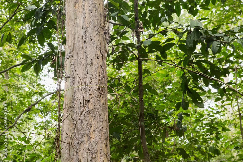 Teak Trees in Thailand precious hardwoods one of the last major areas of tropical forest in Asia Teak Trees in Thailand precious hardwoods one of the last major areas of tropical forest in Asia