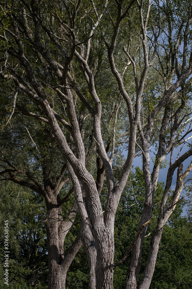 Acacia tree. Holtingerzand. Havelte. Drenthe. Netherlands. Acacia tree. Holtingerzand. Havelte. Drenthe. Netherlands.