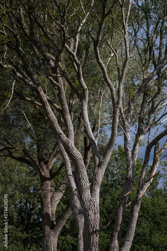 Acacia tree. Holtingerzand. Havelte. Drenthe. Netherlands.