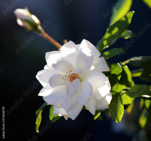 Stunningly magnificent romantic beautiful pure snow white Iceberg rose blooming in early spring adds fragrant charm to the garden with its decorative florabunda clustering habit . photo