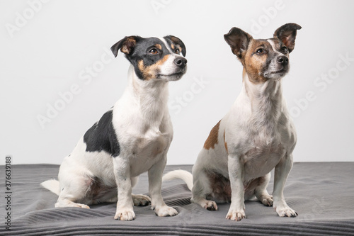 Two Jack Russell Terriers, one tan black and tan white posing in a studio, in full length © Dasya - Dasya