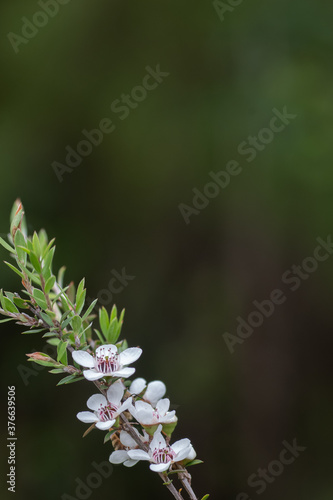 Manuka flower from which the honey bee collects pollen for honey with medicinal properties 