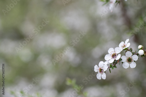 Manuka flower from which the honey bee collects pollen for honey with medicinal properties 