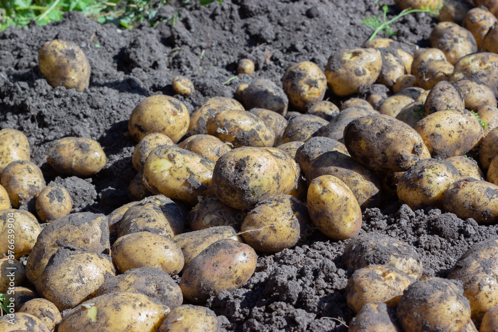 Freshly dug potatoes in the ground Freshly dug potatoes in the ground