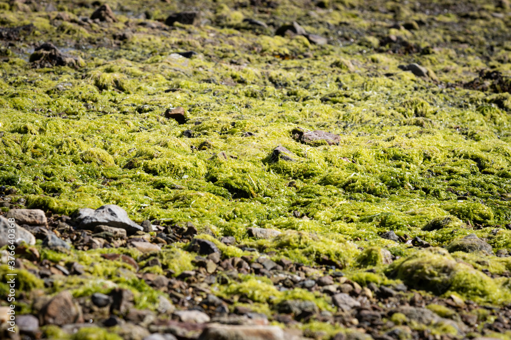 Green algae discovered at low tide Green algae discovered at low tide