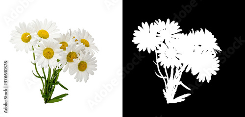 bouquet daisies white background
