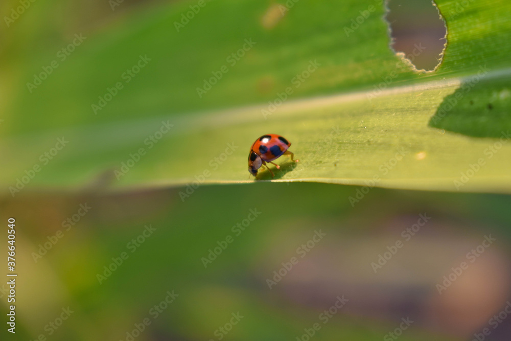 Fototapeta premium a lady bug in the weeds