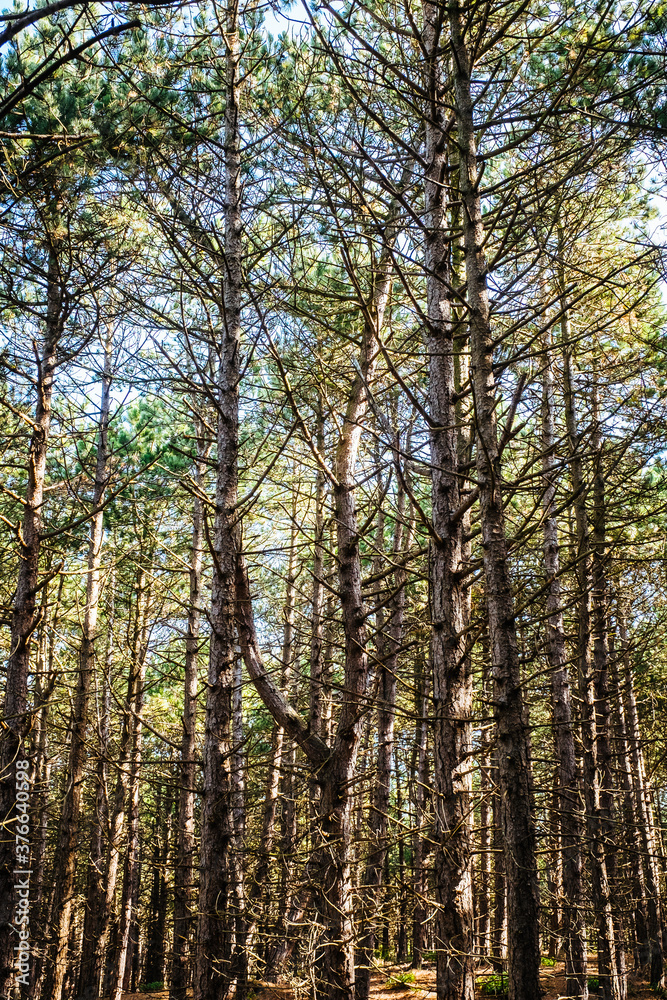 Wald Hoornsebos auf Terschelling